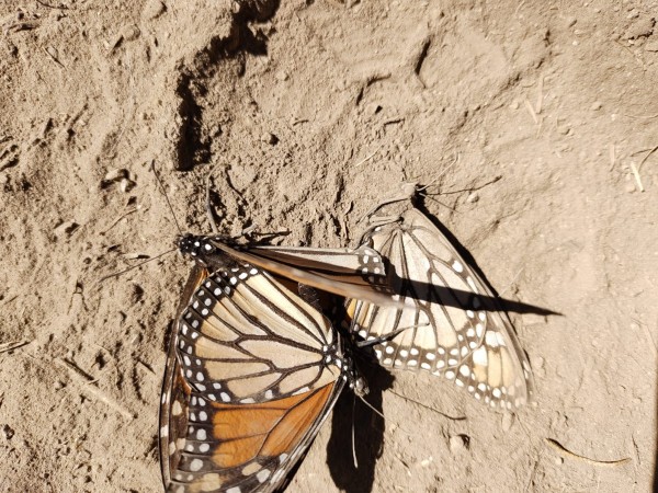 Mating monarchs at Cerro Pelon Sanctuary, Mexico