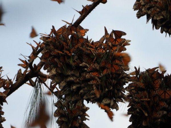 Monarchs at Cerro Pelon Sanctuary
