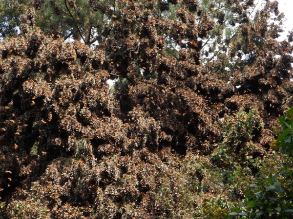 Monarch colony at Cerro Pelon Sanctuary