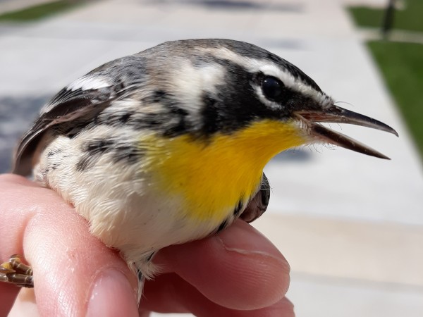 Yellow-throated Warbler