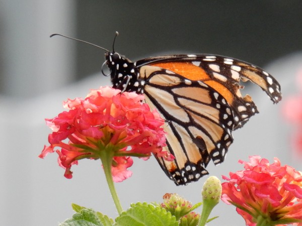 Monarch butterfly 