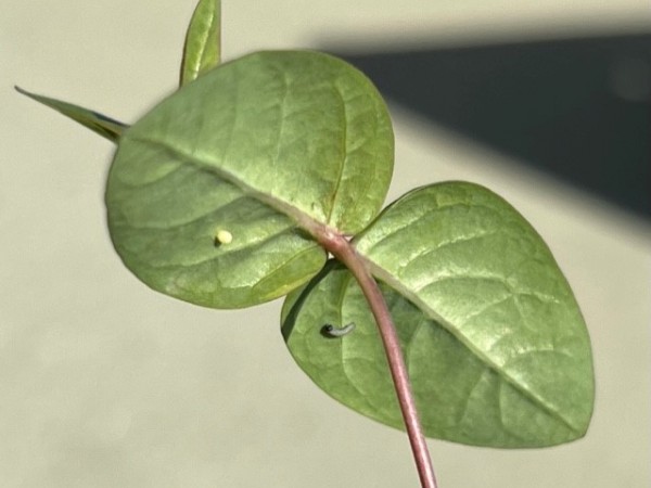 Monarch egg and larva
