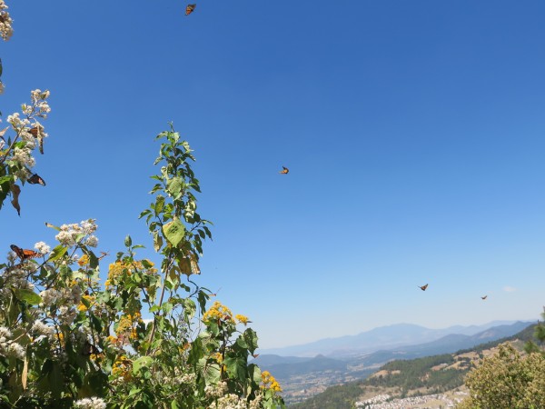Monarch butterflies flying in Mexico