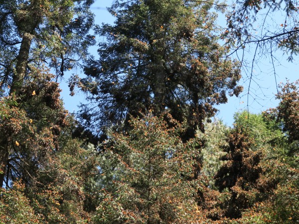 Monarchs at La Salud/Río Grande, Mexico