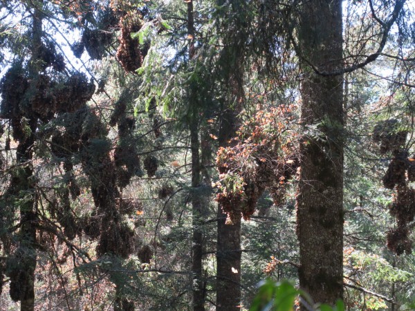 Monarchs at El Rosario Sanctuary