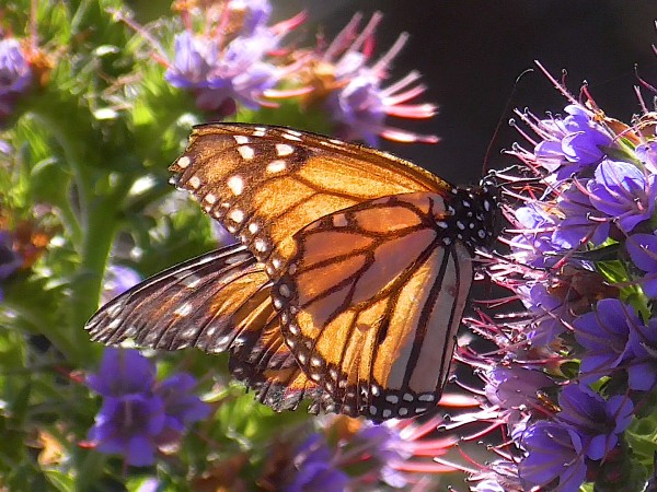 Monarch butterfly in California