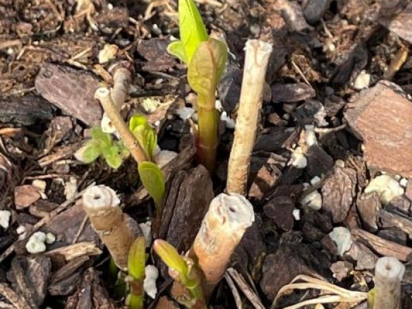 Common and Swamp Milkweed
