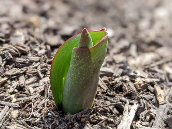 Emerging tulip