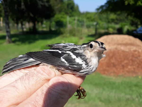 Black-and-white Warbler