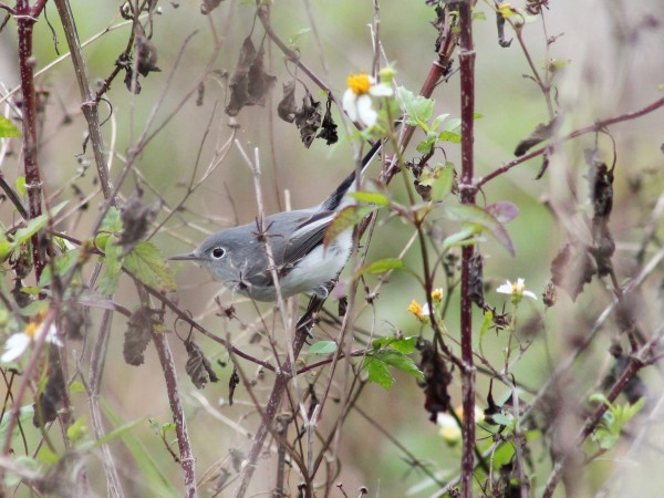 Blue-gray Gnatcatcher