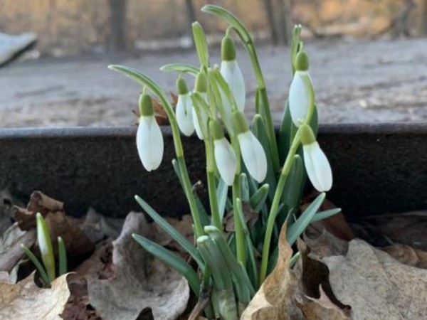 Snowdrop flowers 