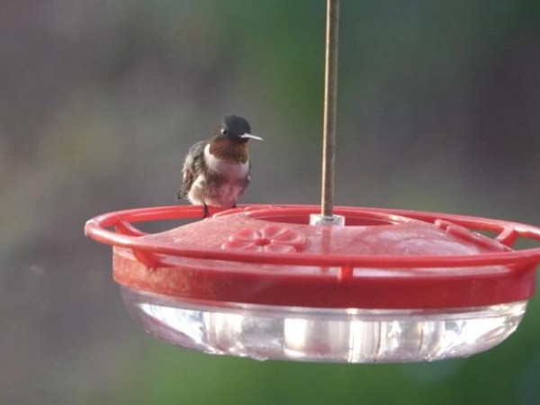 Ruby-throated Hummingbird