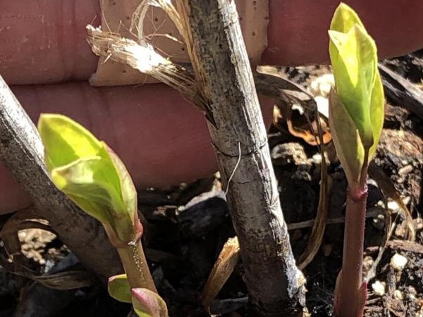 Asclepias Incarnata ( Swamp Milweed) 