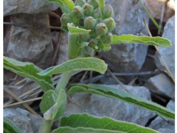 Eggs on milkweed in Texas