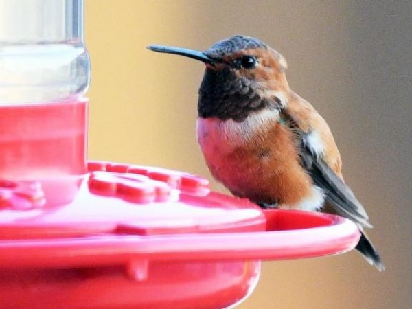 Rufous Hummingbird 
