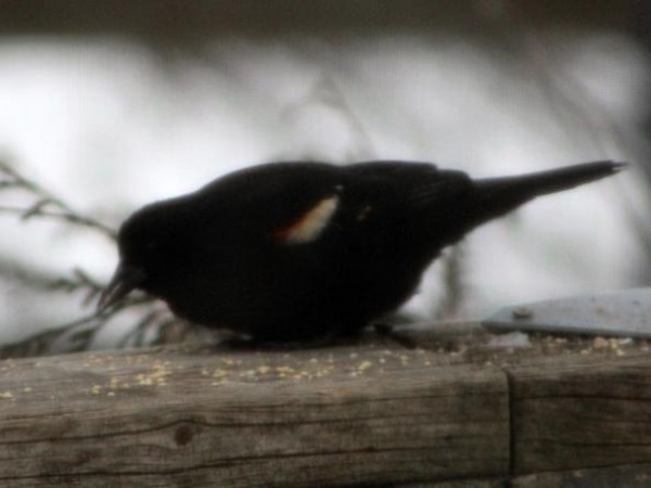 Red-winged Blackbird