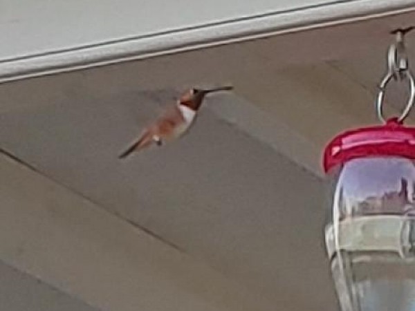 Rufous Hummingbird 