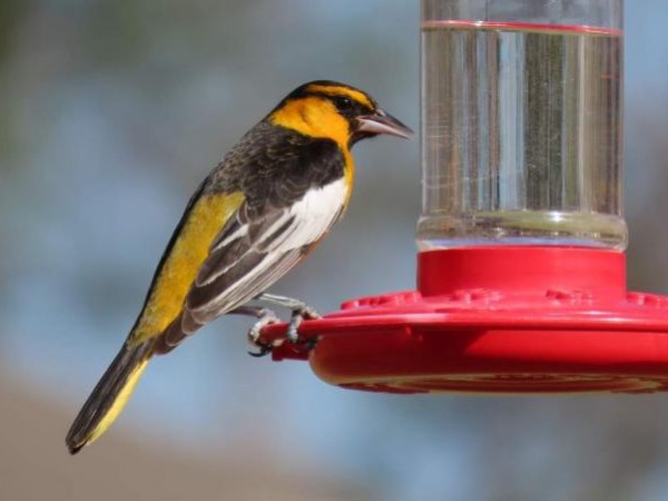 Bullock's Oriole