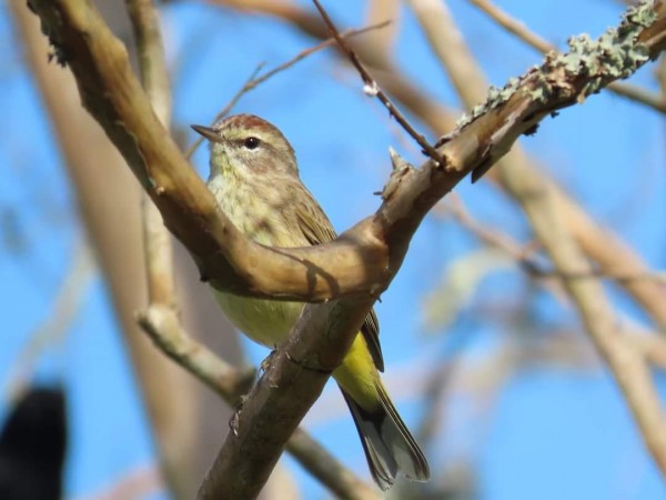 Palm Warbler