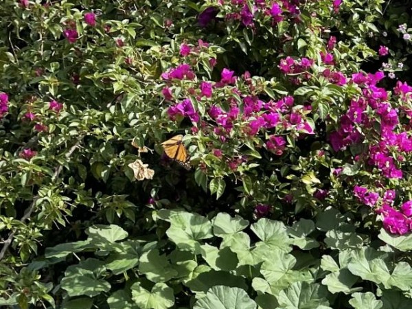 Monarch nectaring in California