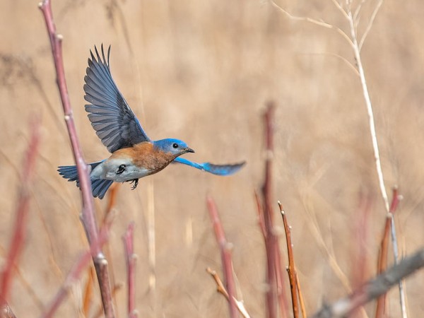 Eastern Bluebird 