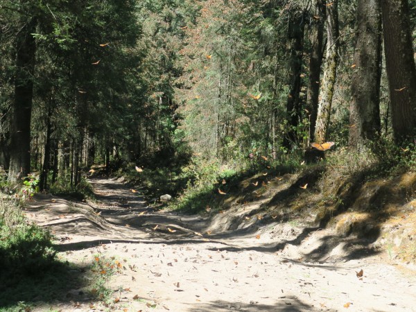  El Rosario Colony Moving into La Salud