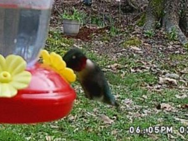 Ruby-throated Hummingbird 