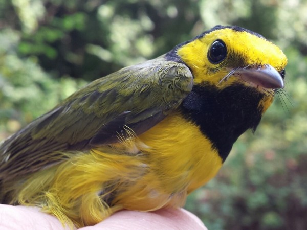Hooded Warbler