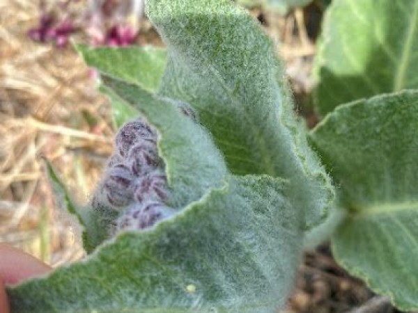 Monarch eggs on California Milkweed