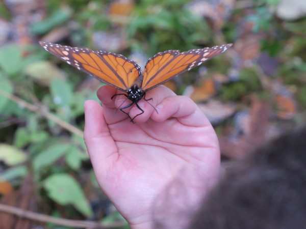 A child holds a monarch in their hand in Mexico