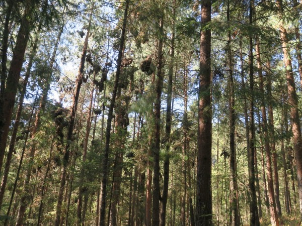 Colony of monarchs in Mexico