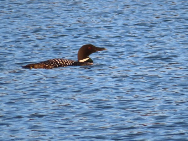 Common Loon
