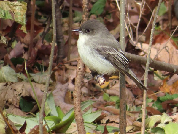 Eastern Phoebe