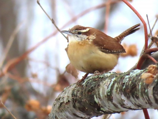 Carolina Wren