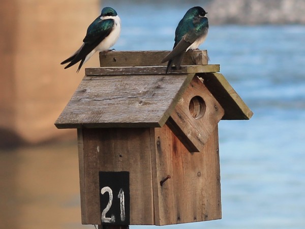 Tree Swallows