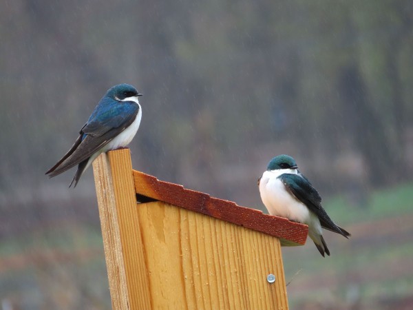 Tree Swallows