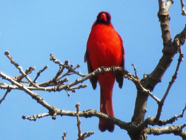 Northern Cardinal