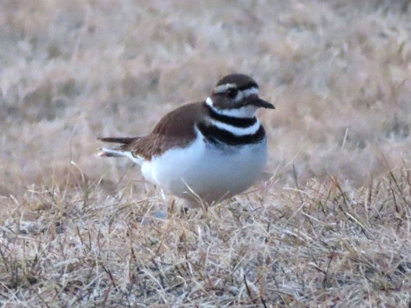 Killdeer