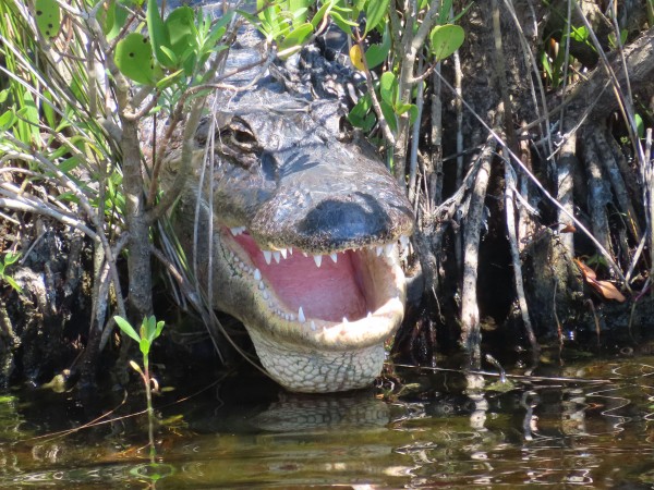 American Alligator