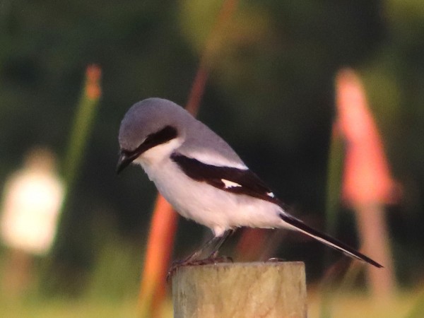 Loggerhead Shrike