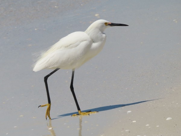 Snowy Egret