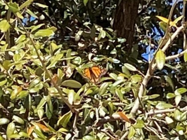 Monarch in Arizona