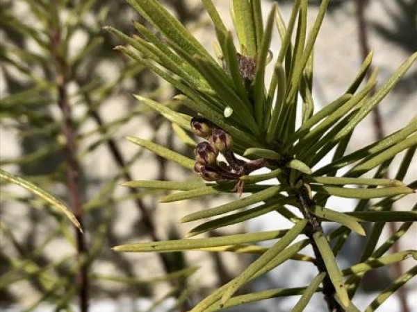 Monarch eggs in California