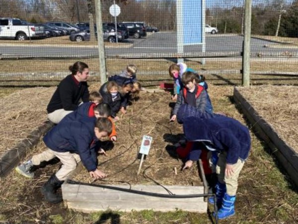 Students looking at emerging tulips
