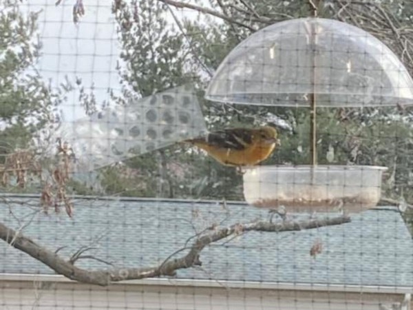 Baltimore Oriole