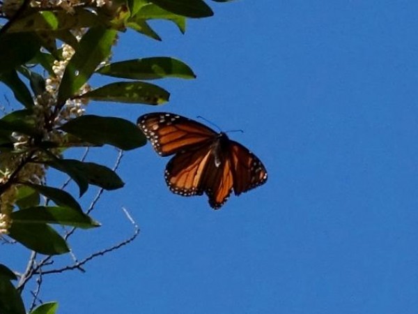 Monarch butterfly in Texas