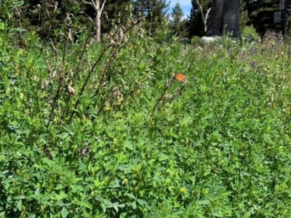 Monarch butterfly in California