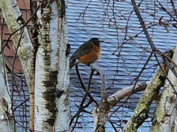 American Robin