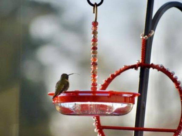 Black-chinned Hummingbird