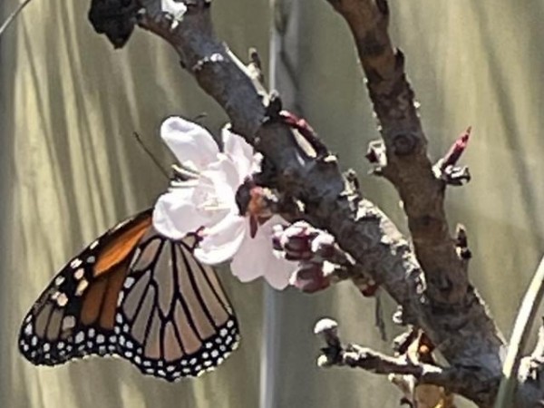 Monarch butterfly in Arkansas